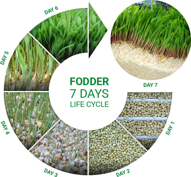 7 Days Life Cycle